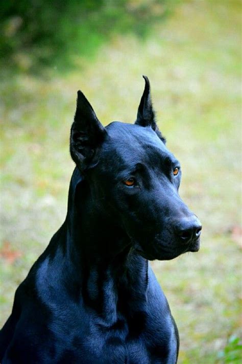 Doberdane Nyx 170 Lbs Doberman Puppy Dog Breeds Doberman Mix