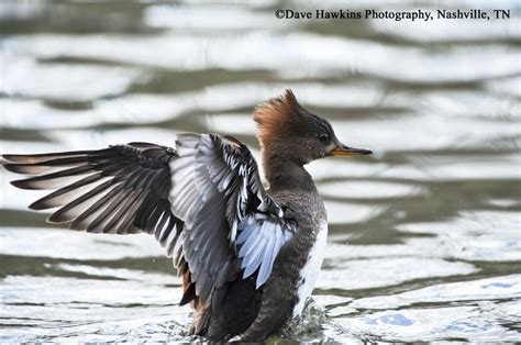 Hooded Merganser Duck Lophodytes Cucullatus Information And Images