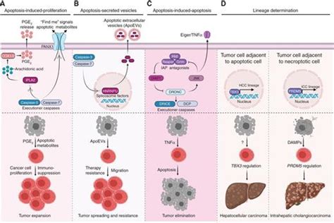 Modes Of Regulated Cell Death In Cancer Cancer Discovery American
