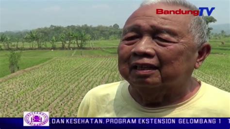 Ratusan Hektar Sawah Kekeringan Bandung TV