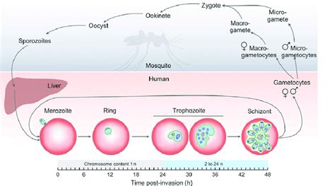 The Life Cycle Of Plasmodium Falciparum Stages Within The Mosquito