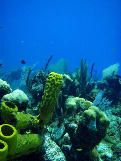 Stretching over 180 miles along the coast of belize is the 2nd longest barrier reef in the world. Belize Barrier Reef Reserve Attractions, Facts & History