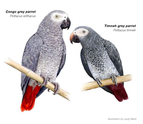 Get To Know The Grey Parrot Africa Geographic Magazine