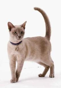 Burmese cat is a domestic cat breed. Champagne colored Burmese cat. BURMESE ~ The Burmese is a ...