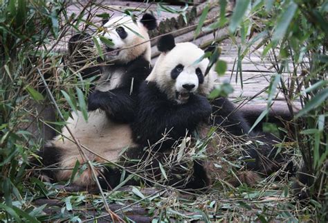 Scientists Explain Why Pandas Are Lazy And Why Humans Shouldnt Be