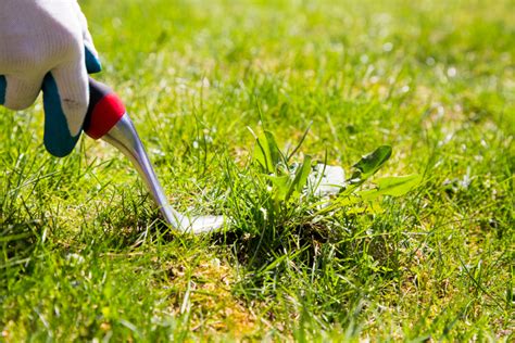 Lawn Problems And Solutions Valley Green And Associates