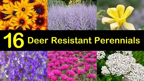 These include daffodils, which, although technically are bulbs, do return year after year. 16 Deer Resistant Perennials that Won't Be on the Wildlife ...