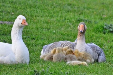British Birds Bird Behaviour Goose Mating Behaviour
