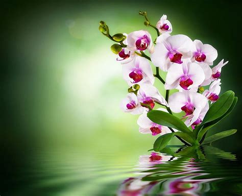 Flowers Flower Green White Orchid For 169 High Hd Wallpaper Pxfuel