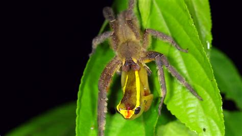 The brazilian wandering spider is colored brown and can be recognized through the presence of a dark linear stripe on the front palps as well as. Phoneutria fera definition/meaning