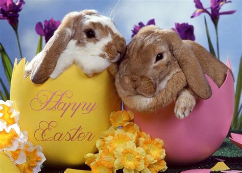 Adorable Happy Easter Bunnies Pictures Photos And Images For Facebook