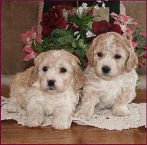Type dog breed bichon frise age (approximate): Bichon Poodle Puppies for Sale|Poochon|Dog Breeders|Iowa