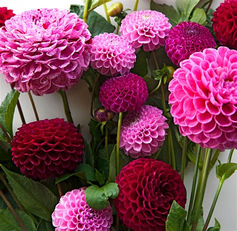 Pictures Of Dahlia This Is How The Diverse Shapes And Colors Of