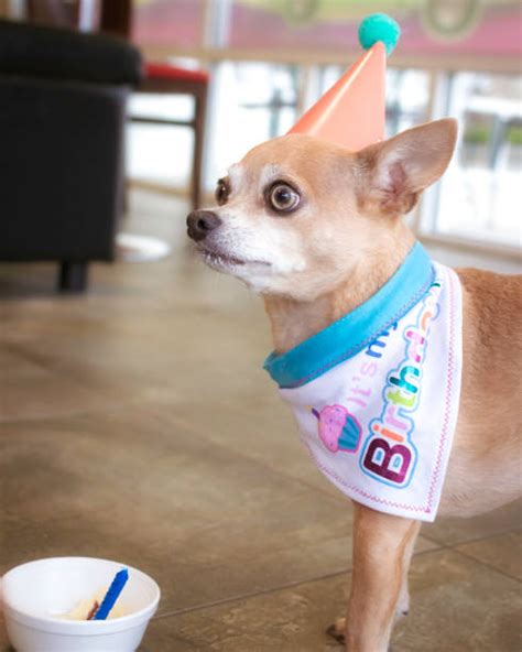 Best Happy Birthday Chihuahua Stock Photos Pictures And Royalty Free