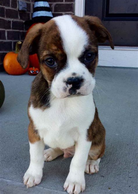 55 Boston Terrier Boxer Puppies For Sale Image Bleumoonproductions