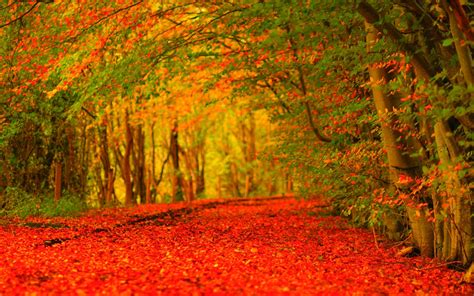 Autumn Wallpaper Widescreen ·① Download Free Amazing High