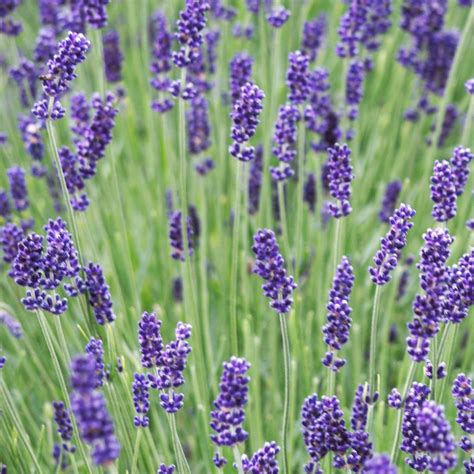 LAVANDULA angustifolia Hidcote Boutique Atlantic Pépinière