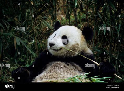 China Sichuan Province Wolong Panda Reserve Giant Panda Ailuropoda