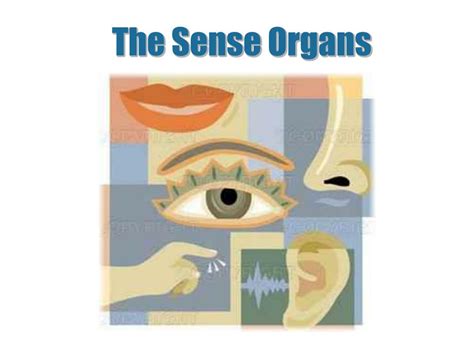 Ppt The Sense Organs Powerpoint Presentation Free Download Id6016937