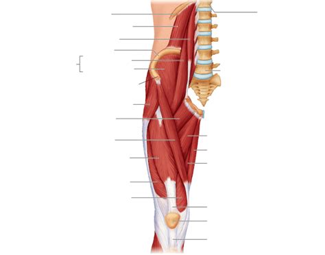 Superficial dissection deeper dissection, iliac crest, gluteal aponeurosis over, gluteus medius muscle, gluteus minimus muscle, gluteus maximus muscle, piriformis muscle, sciatic nerve, sacrospinous ligament, superior gemellus muscle. Muscles of anterior hip and upper leg