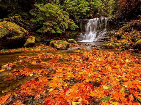 Autumn Waterfall Forest Stream Rocks Fall Quiet Lovely Falling