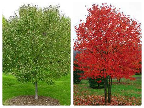 < > acer platanoides pacific sunset. acer rubrum 'Red Sunset' - Countryside Landscape