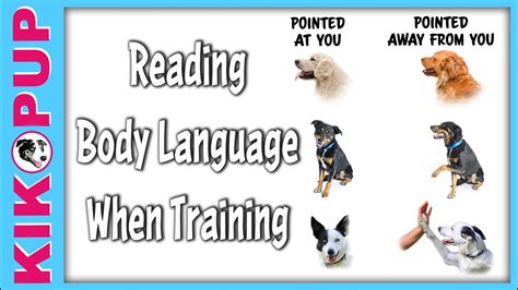 How To Read Your Dogs Body Language When Training Youtube