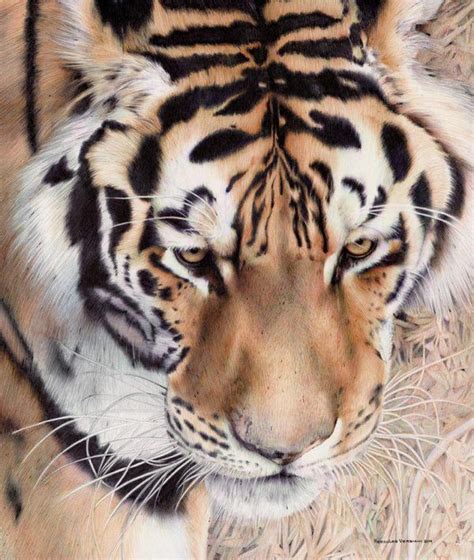 Drawing Ballpoint Pen By Herculesantos On Deviantart Tiger Pictures