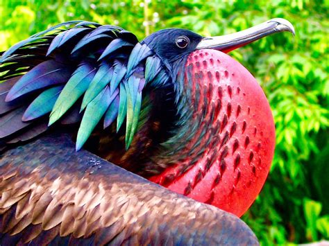 The Christmas Island Frigate Bird Is Found On Only One Island In The