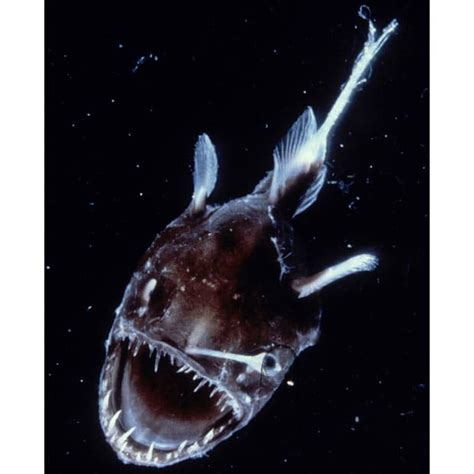 Collection 100 Pictures Images Of Deep Sea Creatures Completed 102023