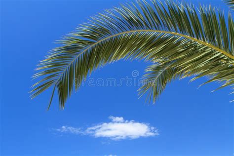 Green Palm Tree Stock Photo Image Of Sunny Green Tropic 25662106