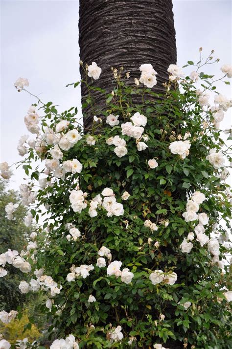 Give Away Winners And A Garden Update White Climbing Roses White