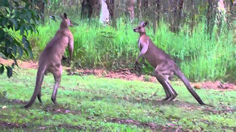 Kickboxing Kangaroos Youtube