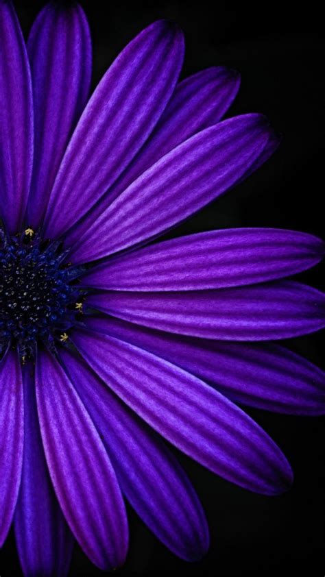 Purple rose wallpaper iphone purple roses wallpaper purple. Wallpapers for iPhone and Android. Flower! Click the link ...