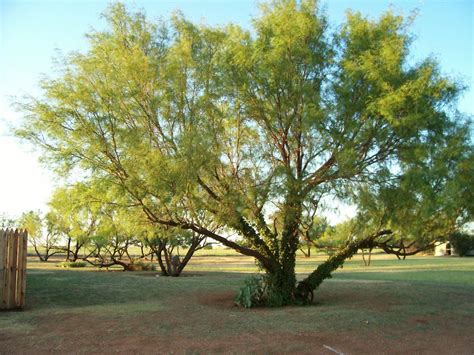 Types Of Mesquite Trees