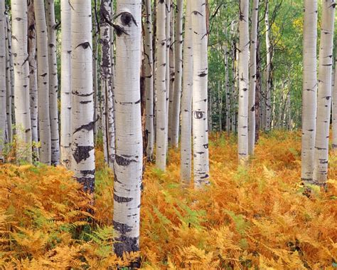 Tips Curing Disease Benefits Of Birch Tree For Health
