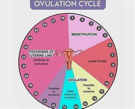 Confused If Irregular Cycles Lead To Infertility Heres What