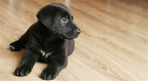 Here are a few tips to consider Stop Your Puppy Crying - Great Tips For Settling New ...