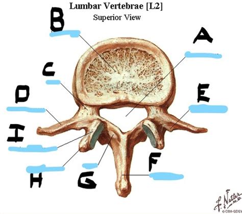 Topographical Landmarks Anatomy Of The Lumbar Spine Sacrum And