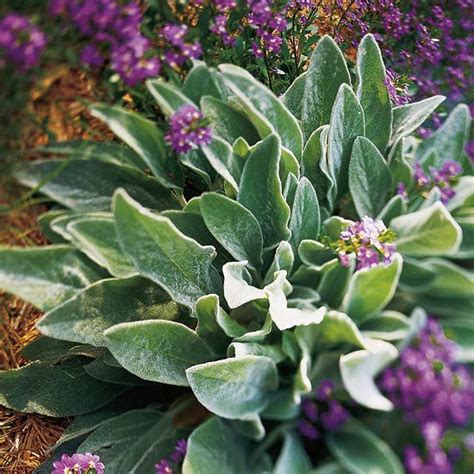 Otherwise i really love the plant. Lamb's ears..Lamb's ears usually wins the award for ...