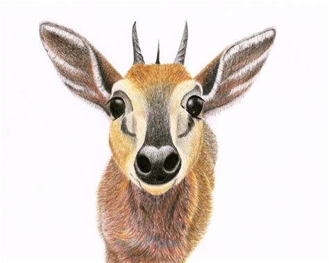 Any art produced or photomechanically reproduced from this publication for commercial purposes is forbidden without written consent from the publisher, walter foster publishing, inc. Antelope Drawing Fine Art Pencil Animal Drawing Animal Art