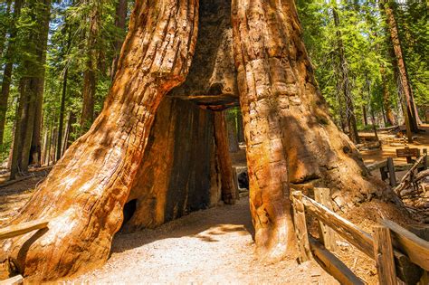Sequoia Und Kings Canyon National Park Entdecken Canusa