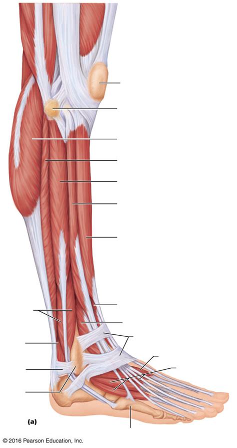 Superficial Muscles Of Leg Lateral View Diagram Quizlet