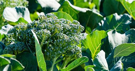 Broccoli Leaves Recipe Ideas Shape