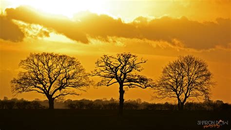 The Three Trees Explored 350 6th February 2013 Whilst D Flickr