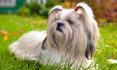10 Small Dog Breeds For Indoor Pets