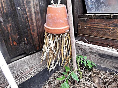 Der garten ist für viele menschen eine grüne oase der erholung vom alltagsstress. Schädlinge im Garten, biologische Schädlingsbekämpfung