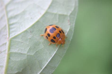 Lady Beetle Lady Bug Identification With Pictures Walter Reeves