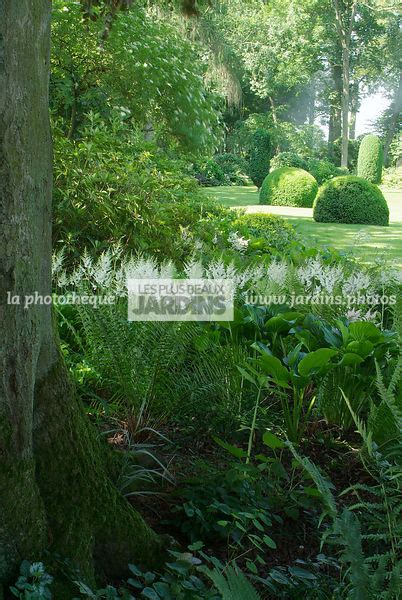 La Photothèque Les Plus Beaux Jardins Massif De Vivace Fougère
