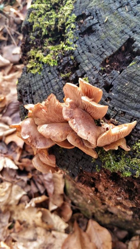 Mushrooms Grow On Tree Stump Stock Photo Image Of Dendrology Food